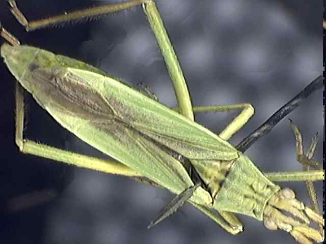 Notostira elongata